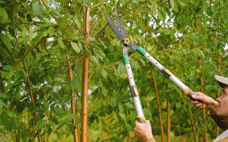 Tree trimming in Hummelstown, PA